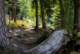 Phoca Thumb M Romantischer Weg Im Wald 4057 2022 1400px